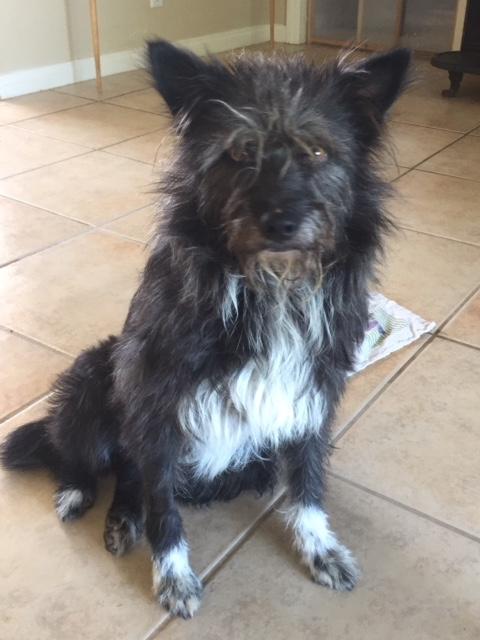 Rufus