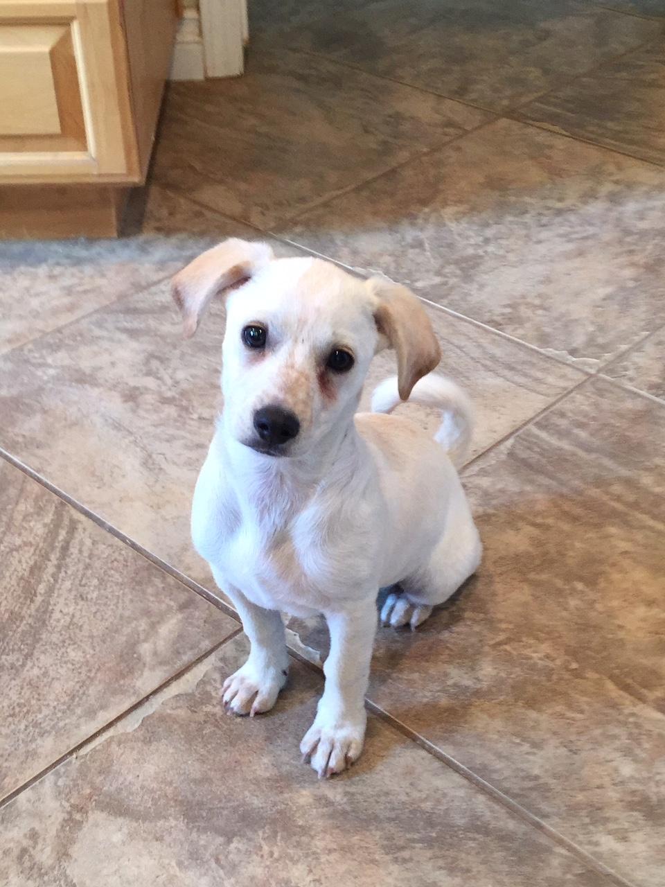 Rocco