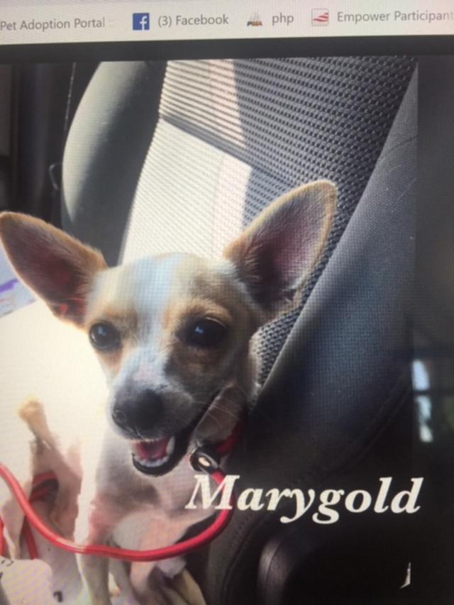 Marygold