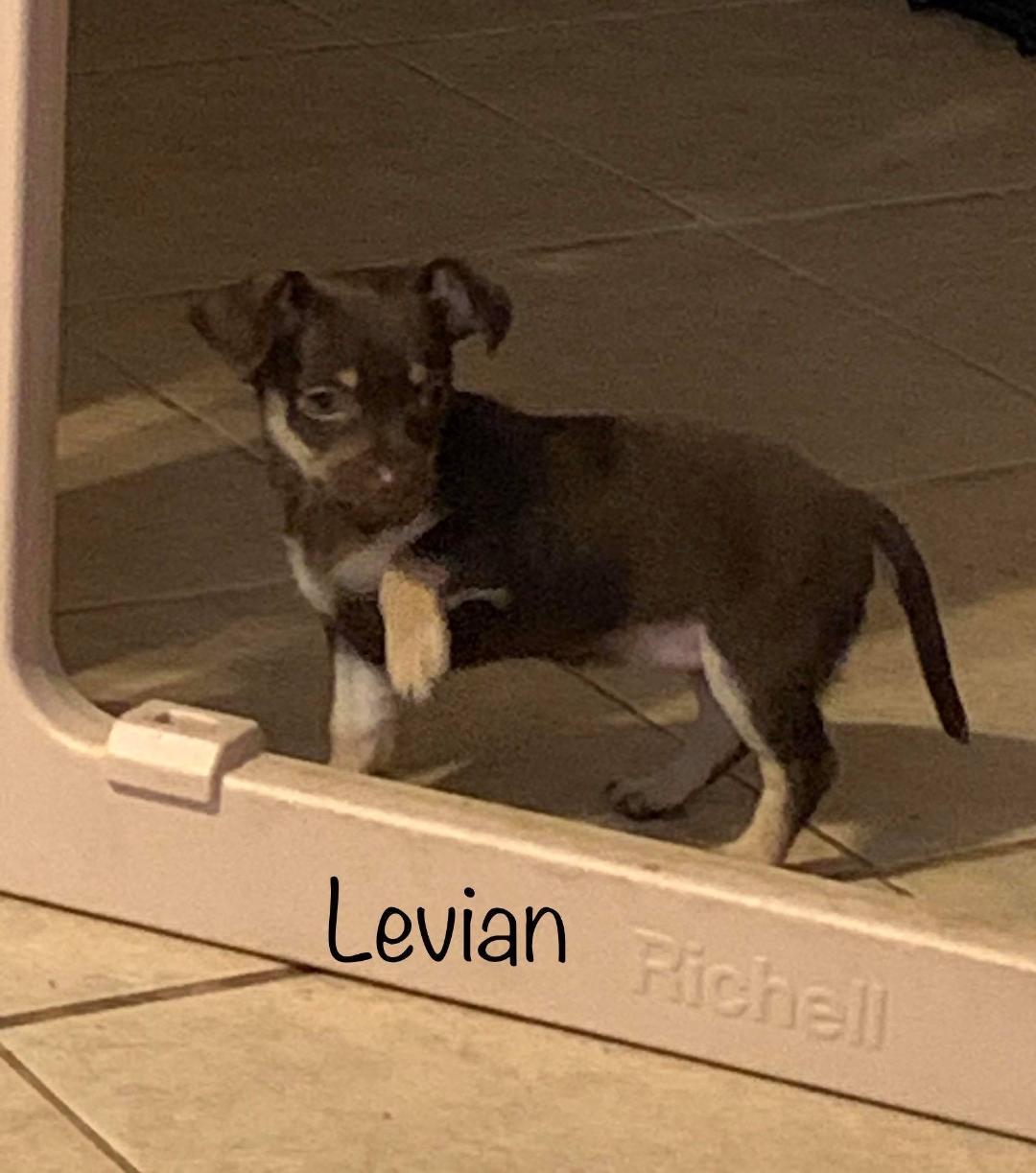 Levian