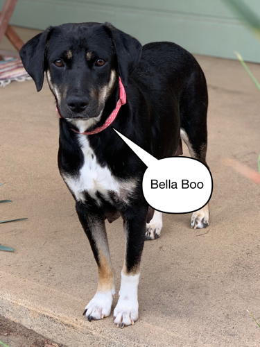 Bella Boo