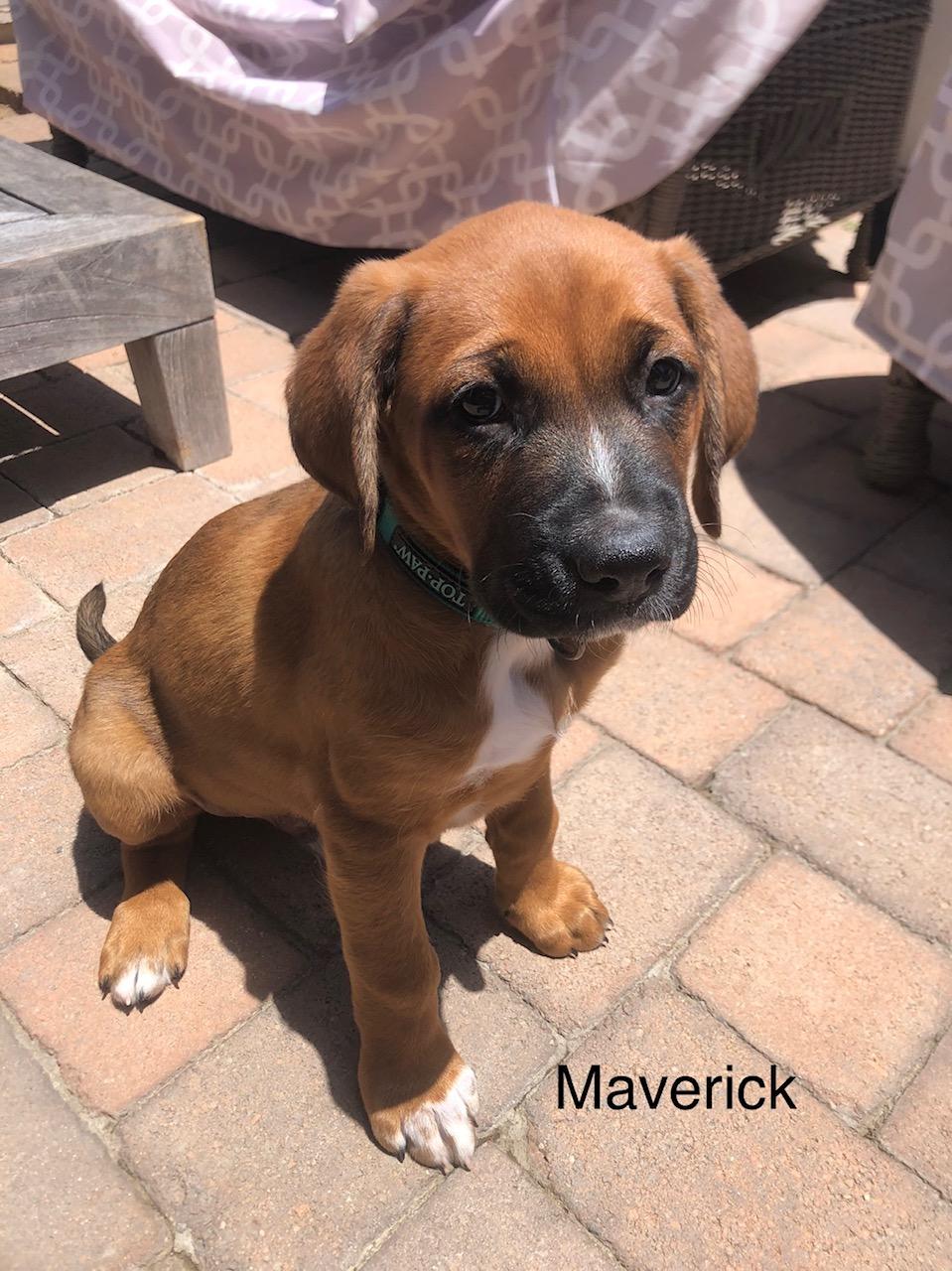 Maverick