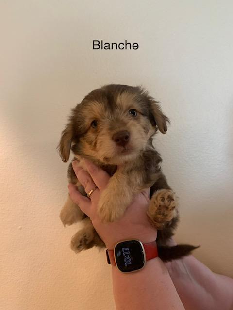 Blanche