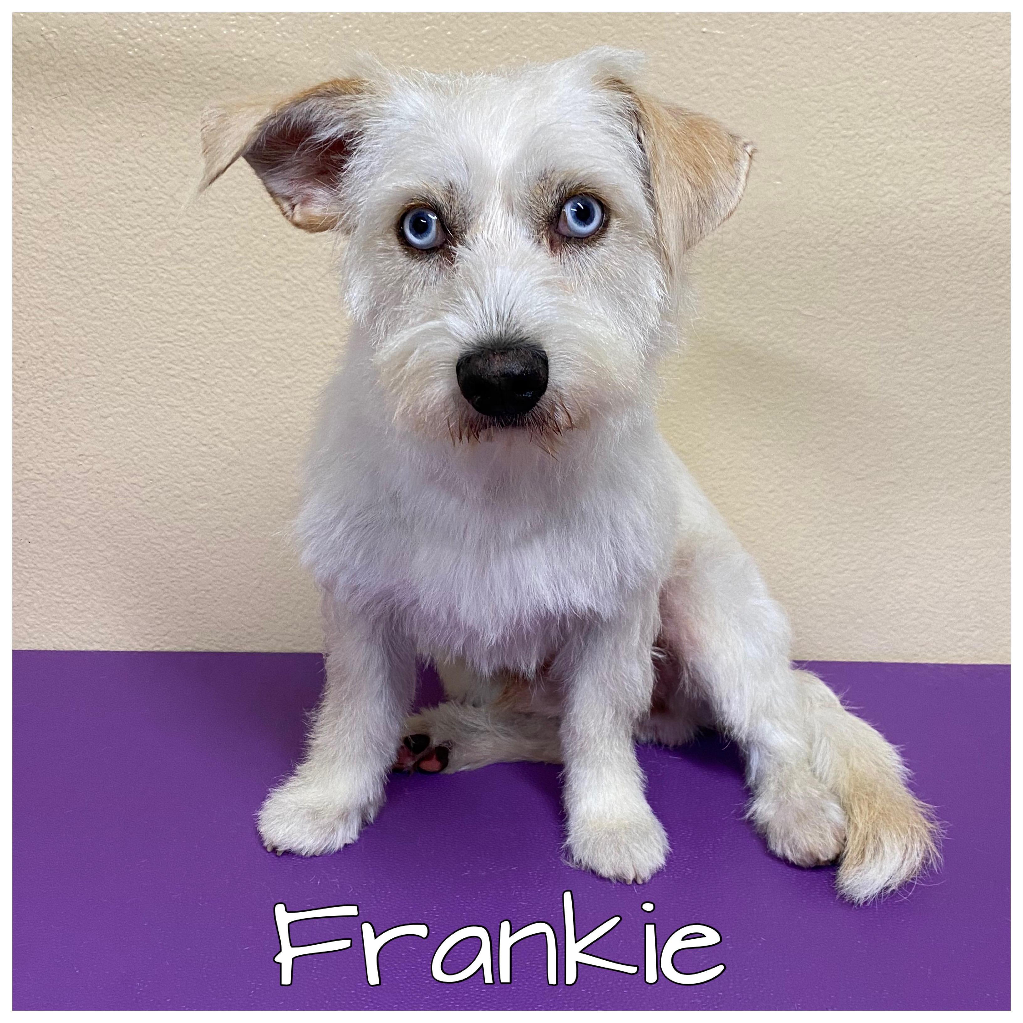 Frankie