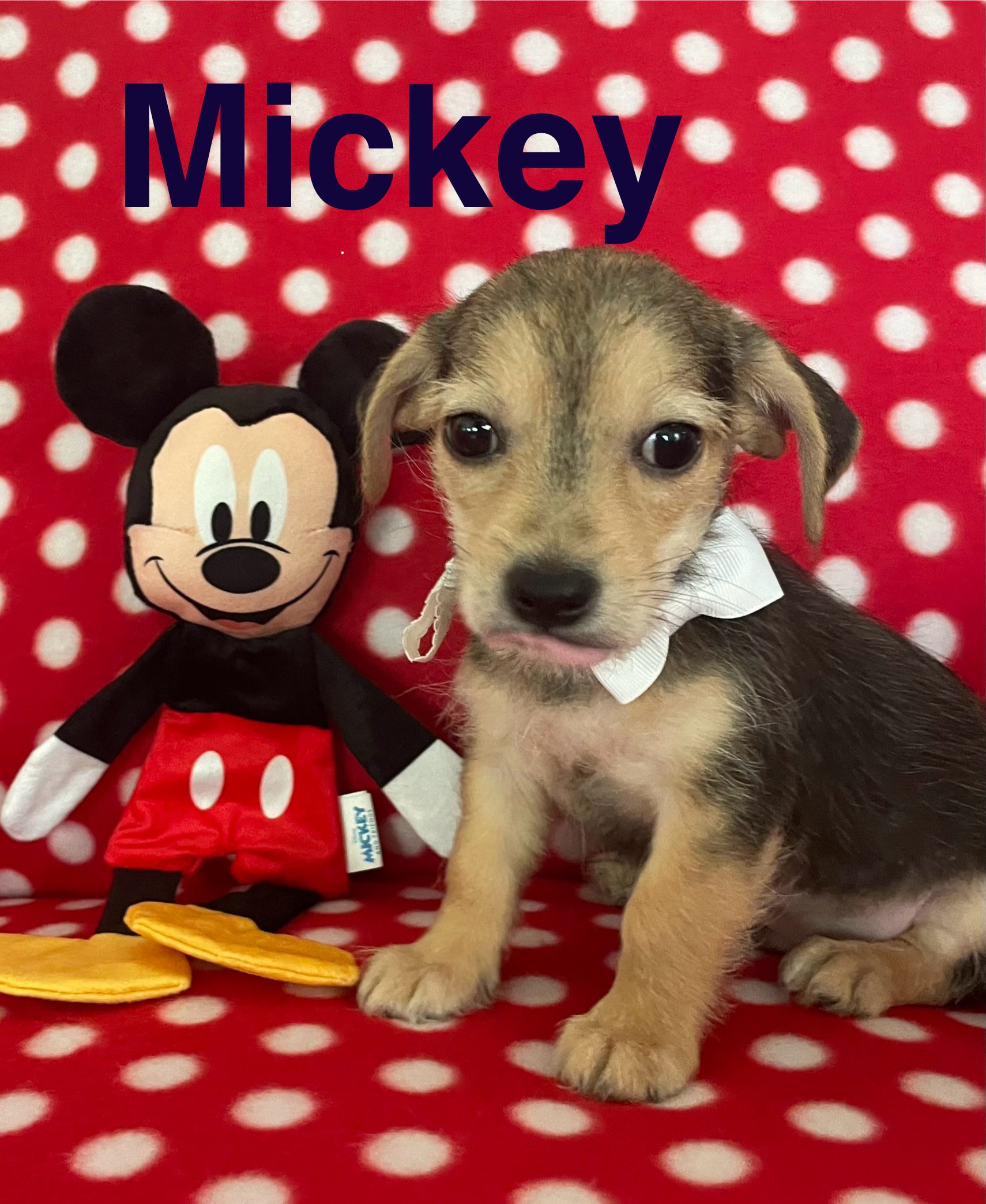 Mickey