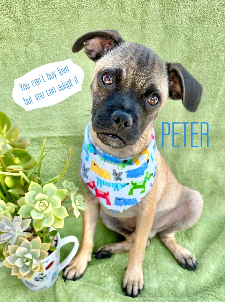 Peter