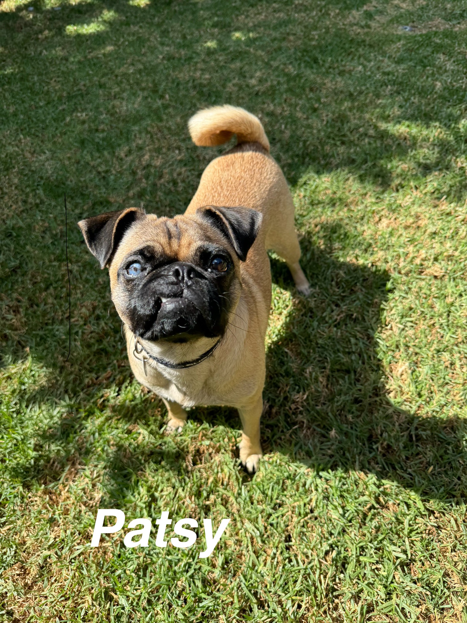 Patsy