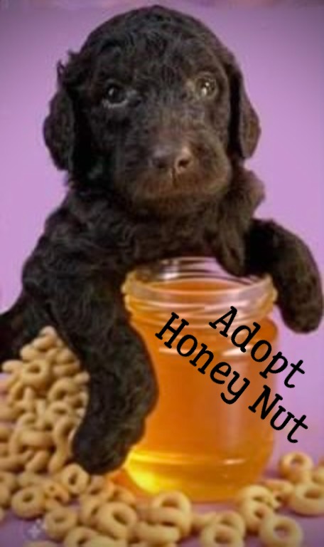 Honey Nut