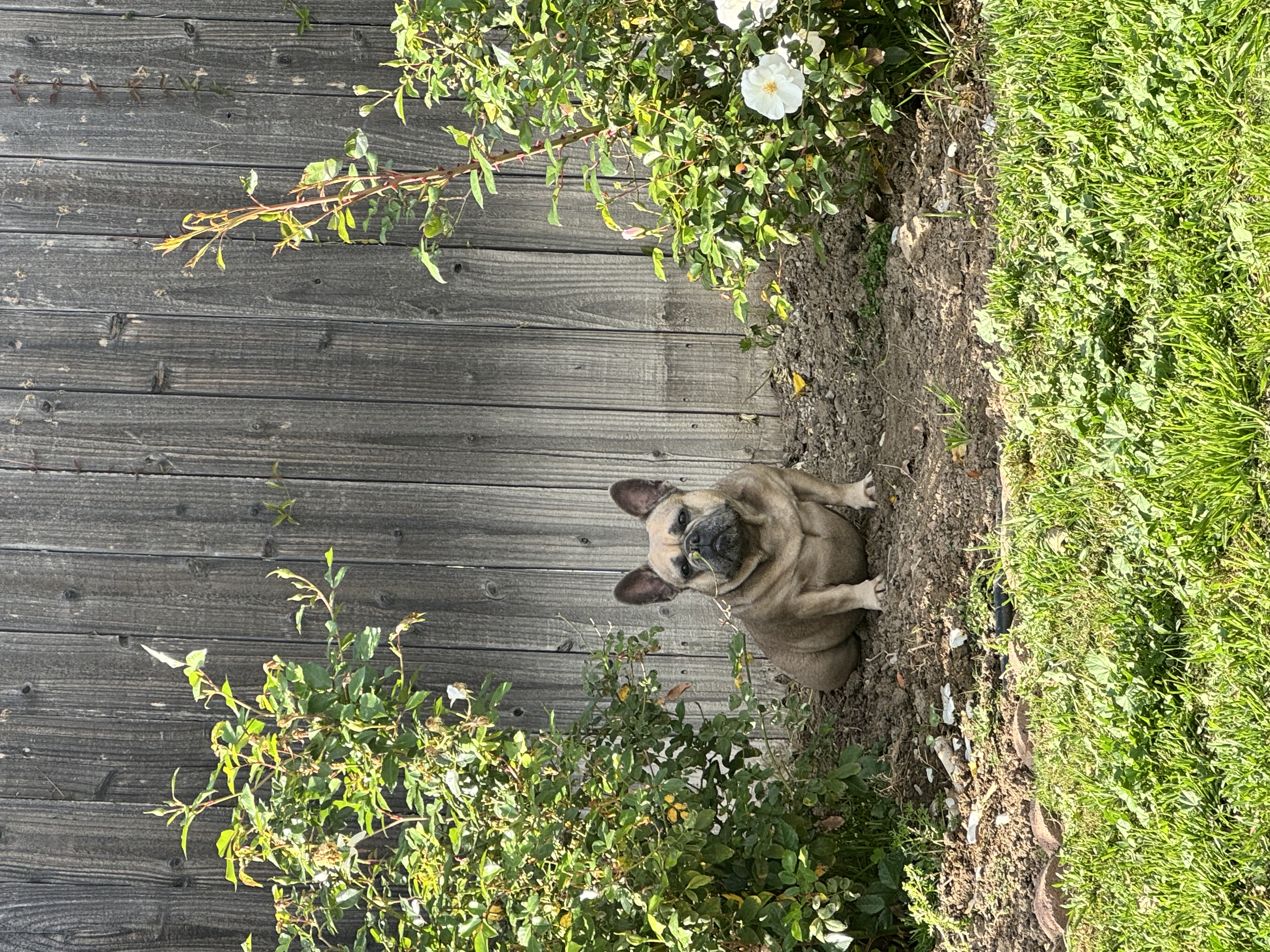 Daisy