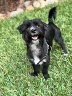 Oreo