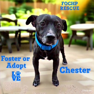 Chester