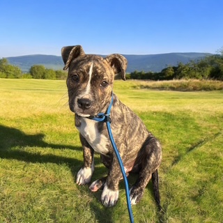 Zig