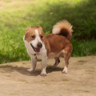 Cane