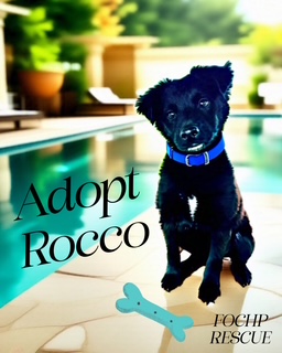 Rocco