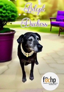 Duchess