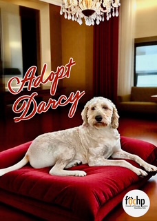 Darcy