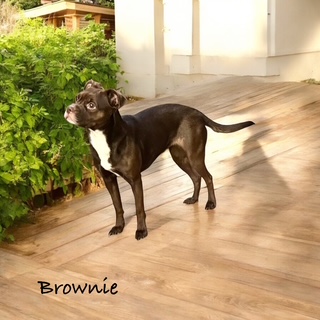 Brownie