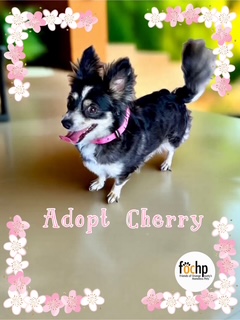 Cherry