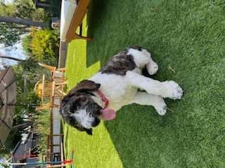 Lucy