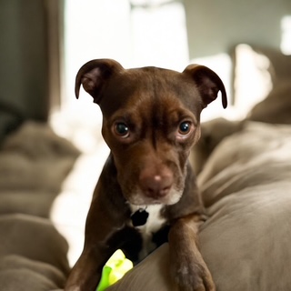 Reese