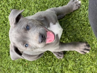 Biscuit