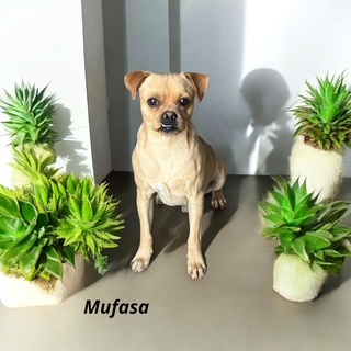 Mufasa