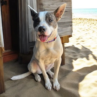 Isla