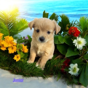 Junior