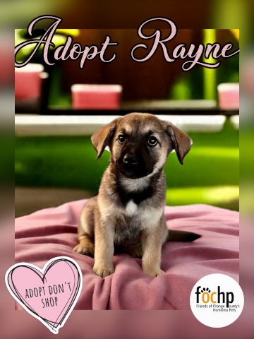 Rayne