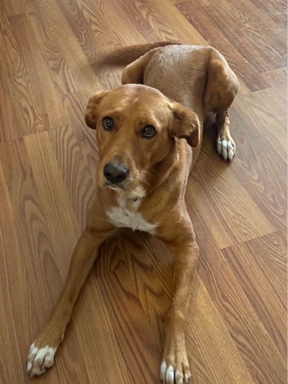 Lulu