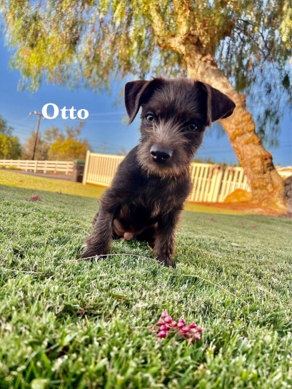 Otto