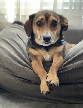 Bert