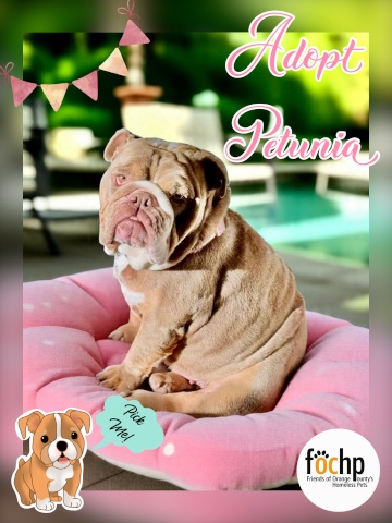 Petunia