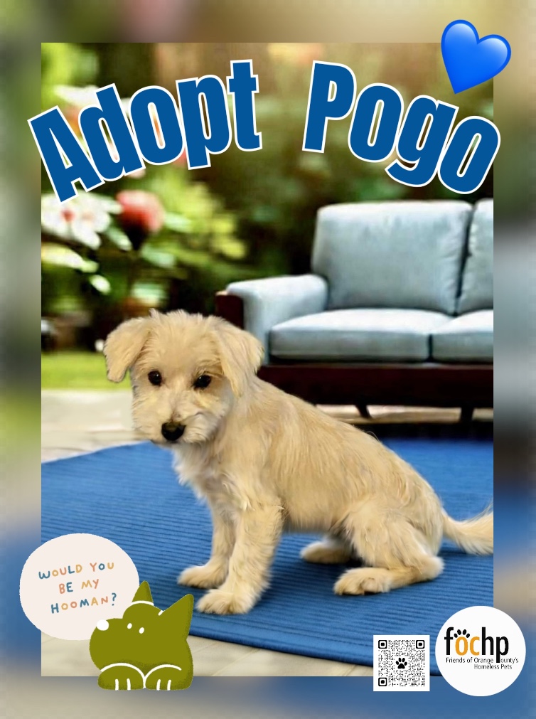 Pogo
