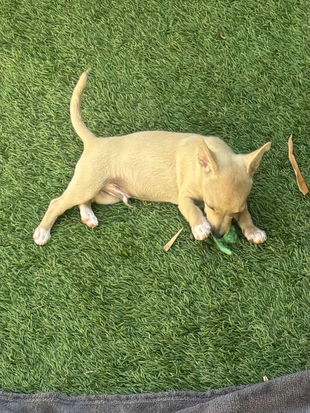 Bosco
