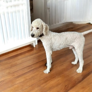 Flynn