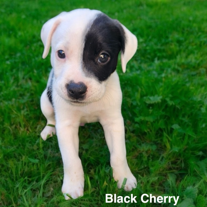 Black Cherry