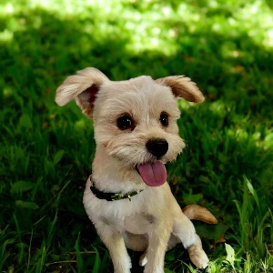 Kingsley