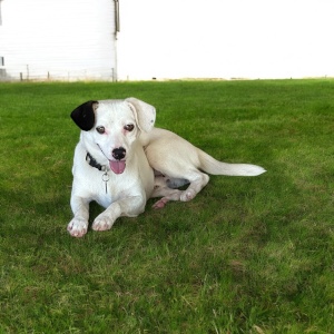 Scout