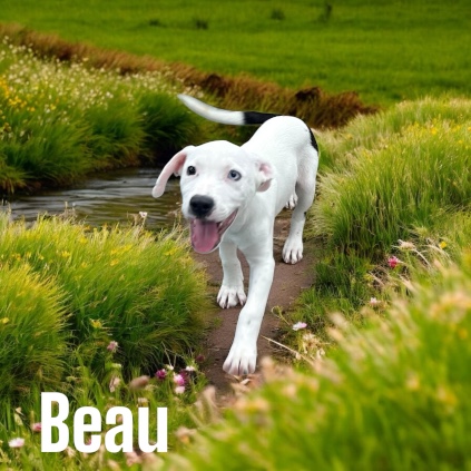 Beau