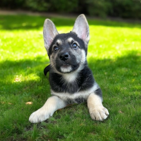 Ari