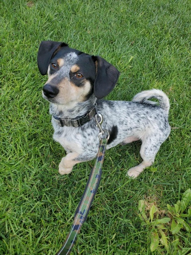 Otto