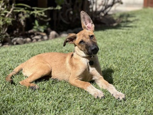 Gidget