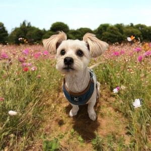 Charlie