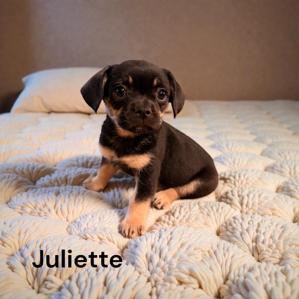 Juliette