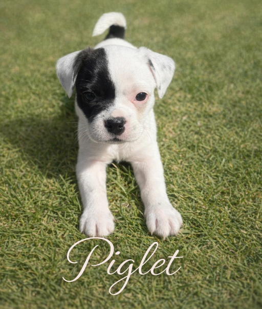 Piglet