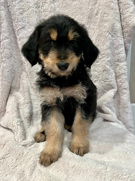 Piper