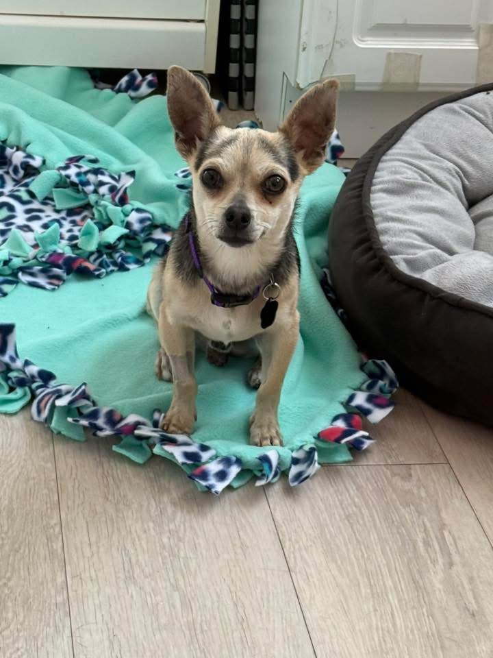 Otto
