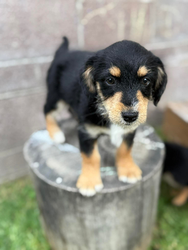 Scooby