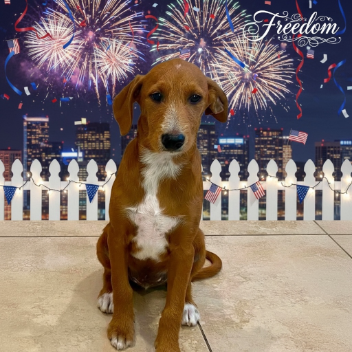 Freedom